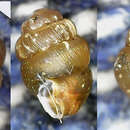 Image of Striated Whorl Snail