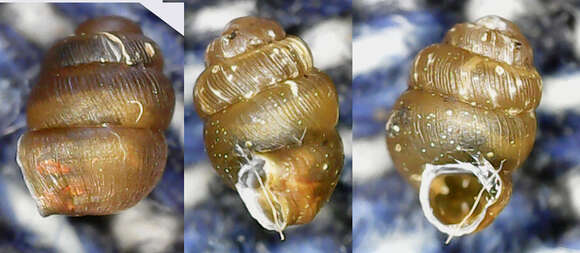 Image of Striated Whorl Snail