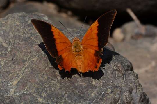 Imagem de Charaxes psaphon imna Butler 1870