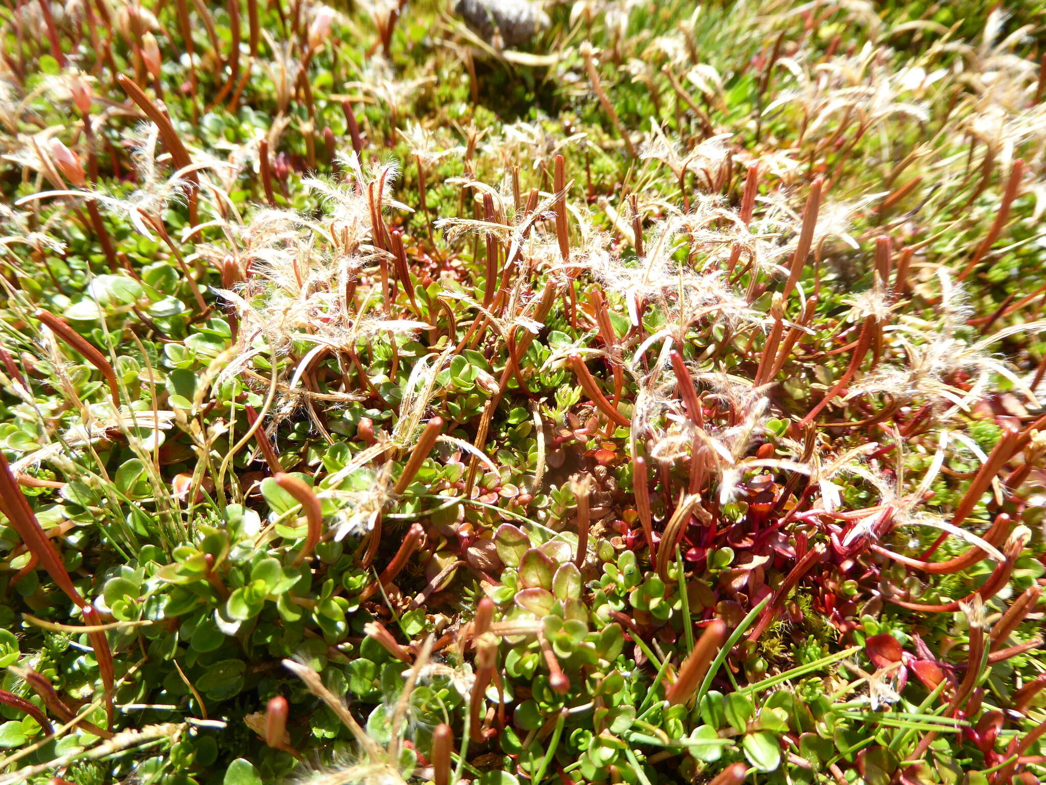 Image of Epilobium brunnescens (Cockayne) Raven & Engelhorn