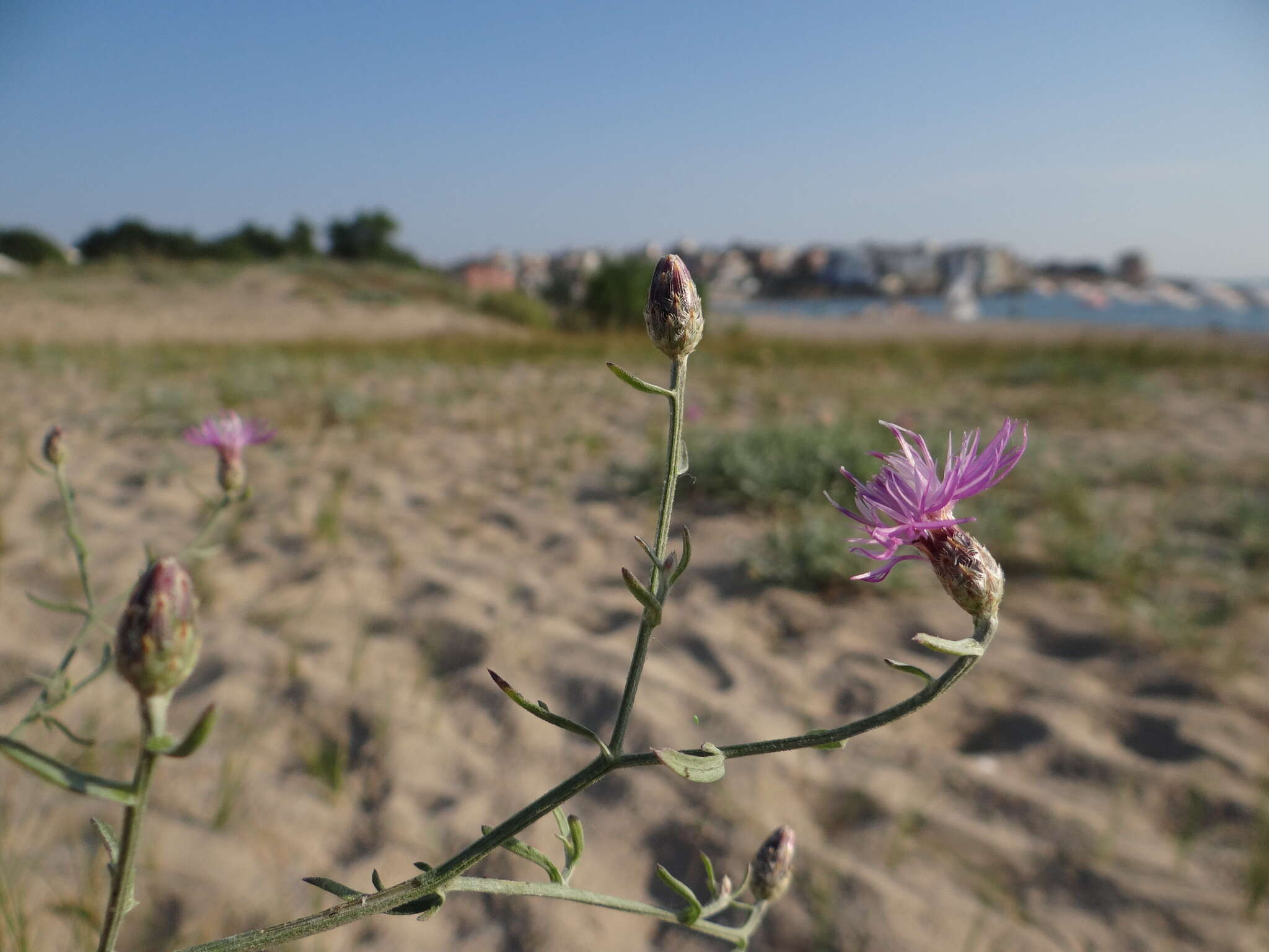 Image of Centaurea arenaria Bieb. ex Willd.