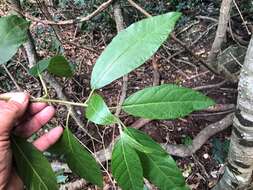 Image of Deeringia arborescens (R. Br.) Druce