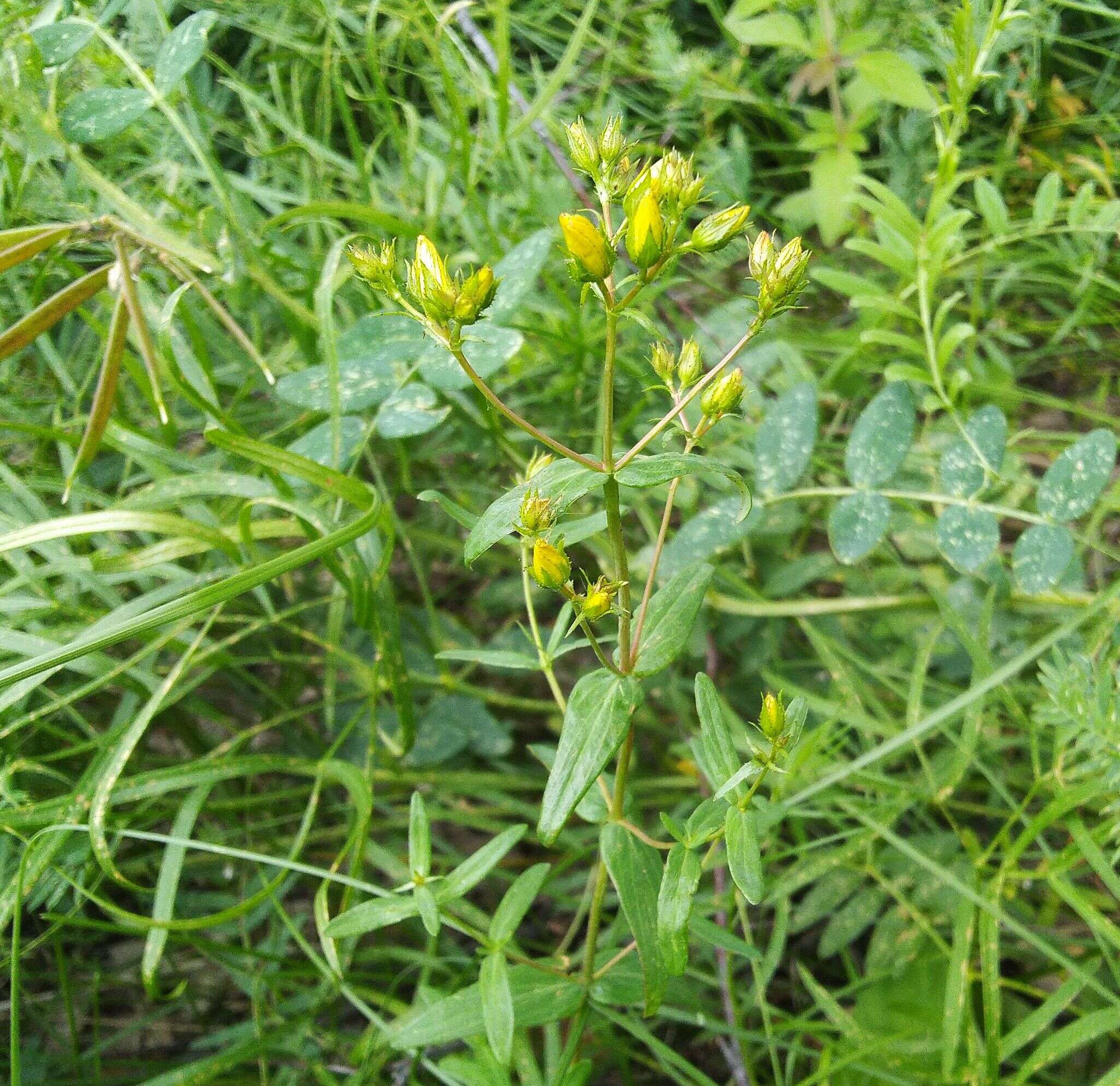 Image of Hypericum elegans Steph. ex Willd.