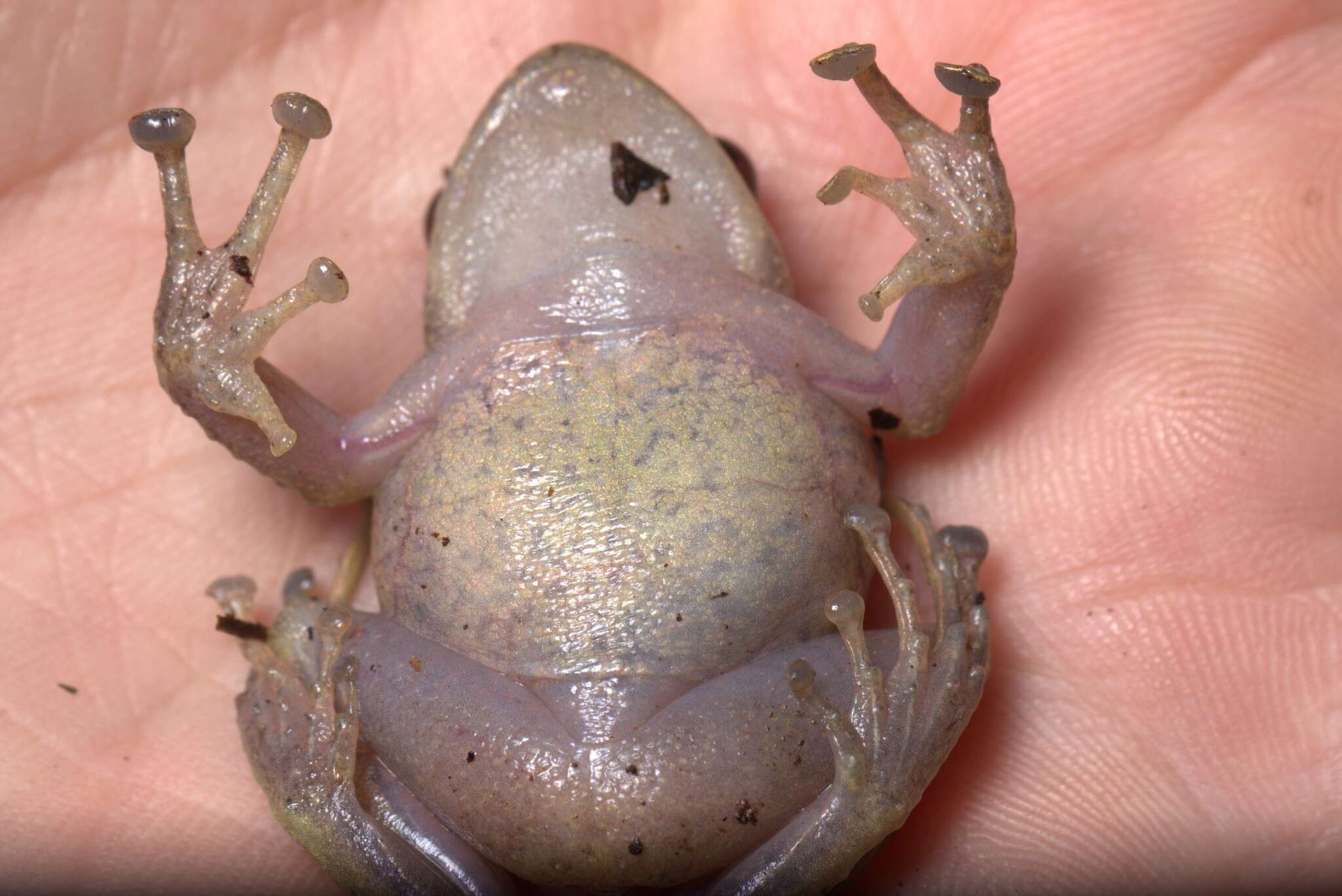 Image of Burrowes robber frog