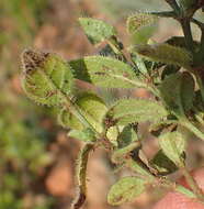 Image of Ruellia cordata Thunb.