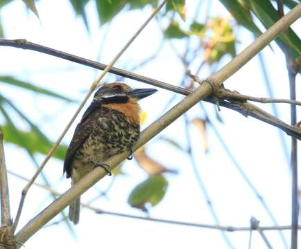 Image of Spotted Puffbird