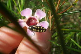 Castiarina picta (Gory & Laporte 1838) resmi