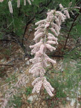 Image of African tamarisk