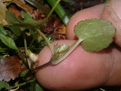 Image of Viola filicaulis Hook. fil.