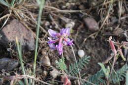 Imagem de Astragalus hallii A. Gray