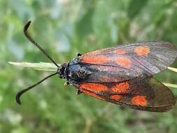 Image of Zygaena cynarae Esper 1789