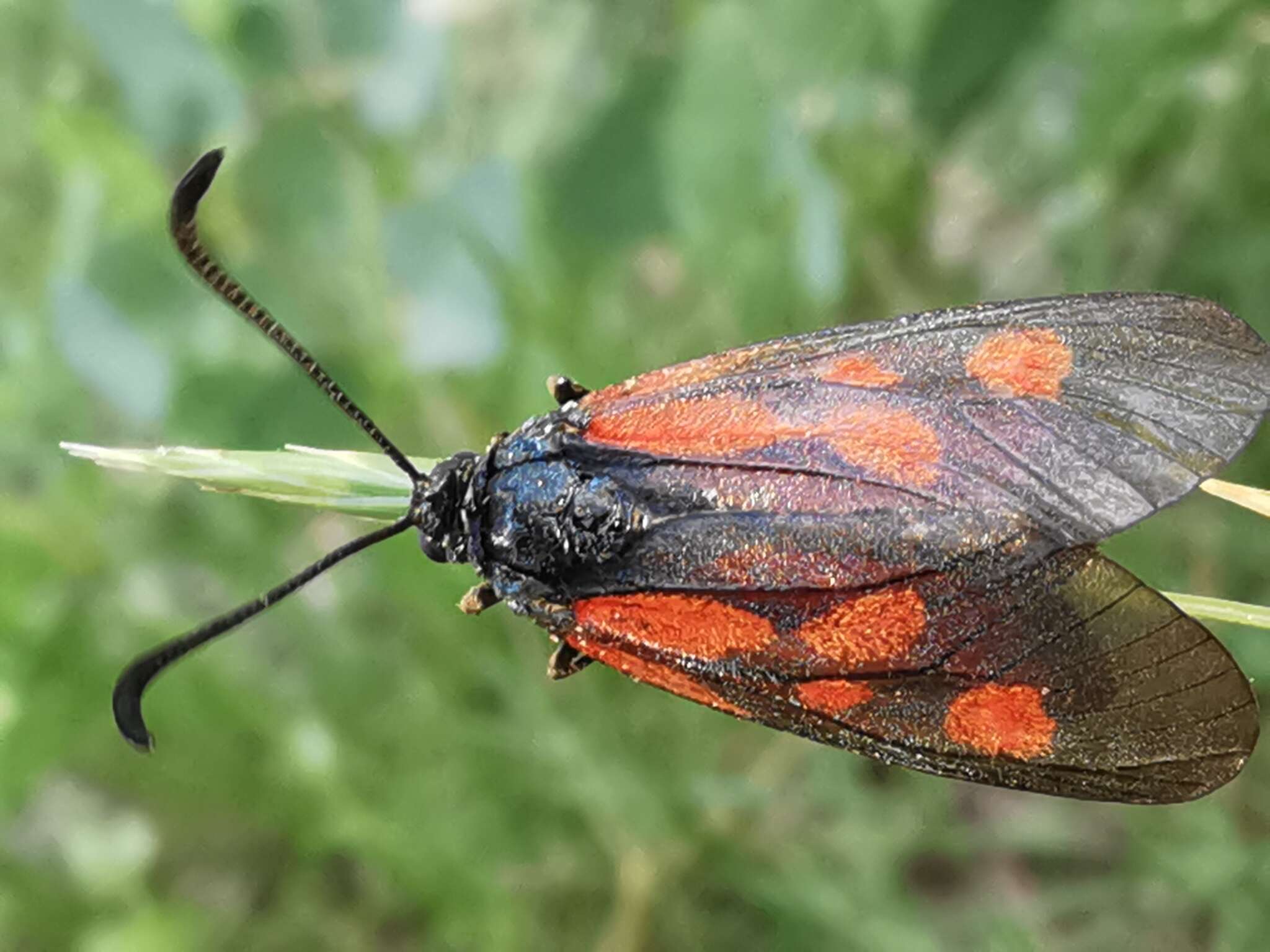 Image of Zygaena cynarae Esper 1789