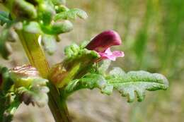 Image of Small-Flower Lousewort