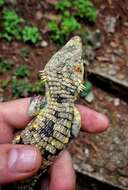 Image of Red-lipped Arboreal Alligator Lizard