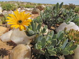 Image of Osteospermum nordenstamii J. C. Manning & Goldblatt