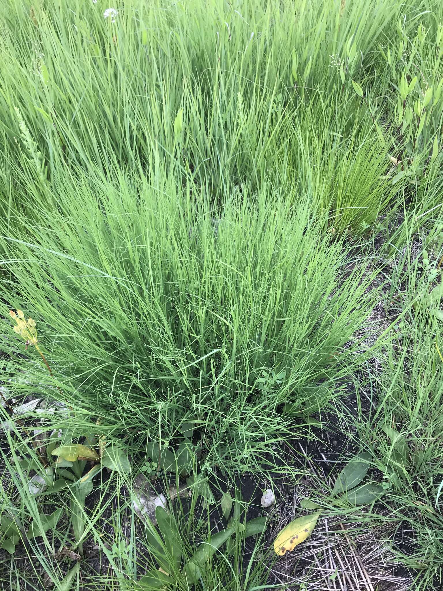 Image of plains muhly