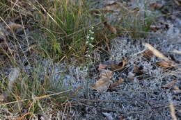 Image of Case's lady's tresses