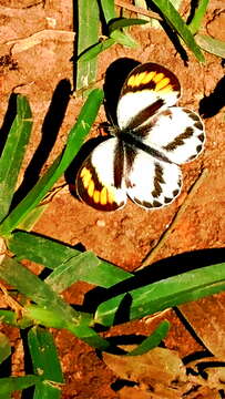 Image of Colotis euippe (Linnaeus 1758)