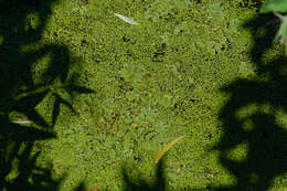 Image of floating watermoss