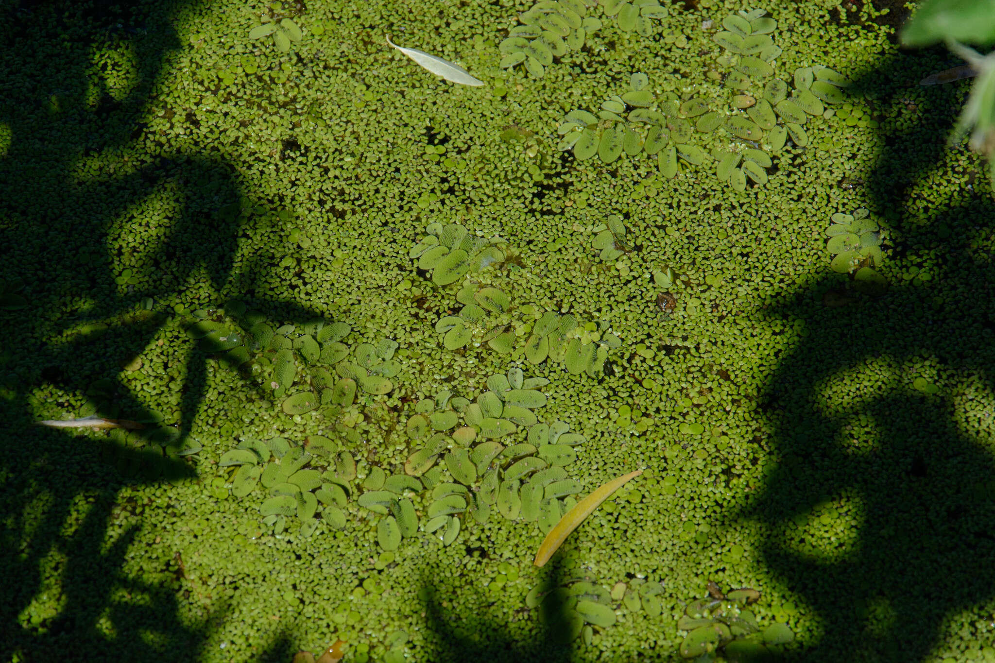 Image of floating watermoss