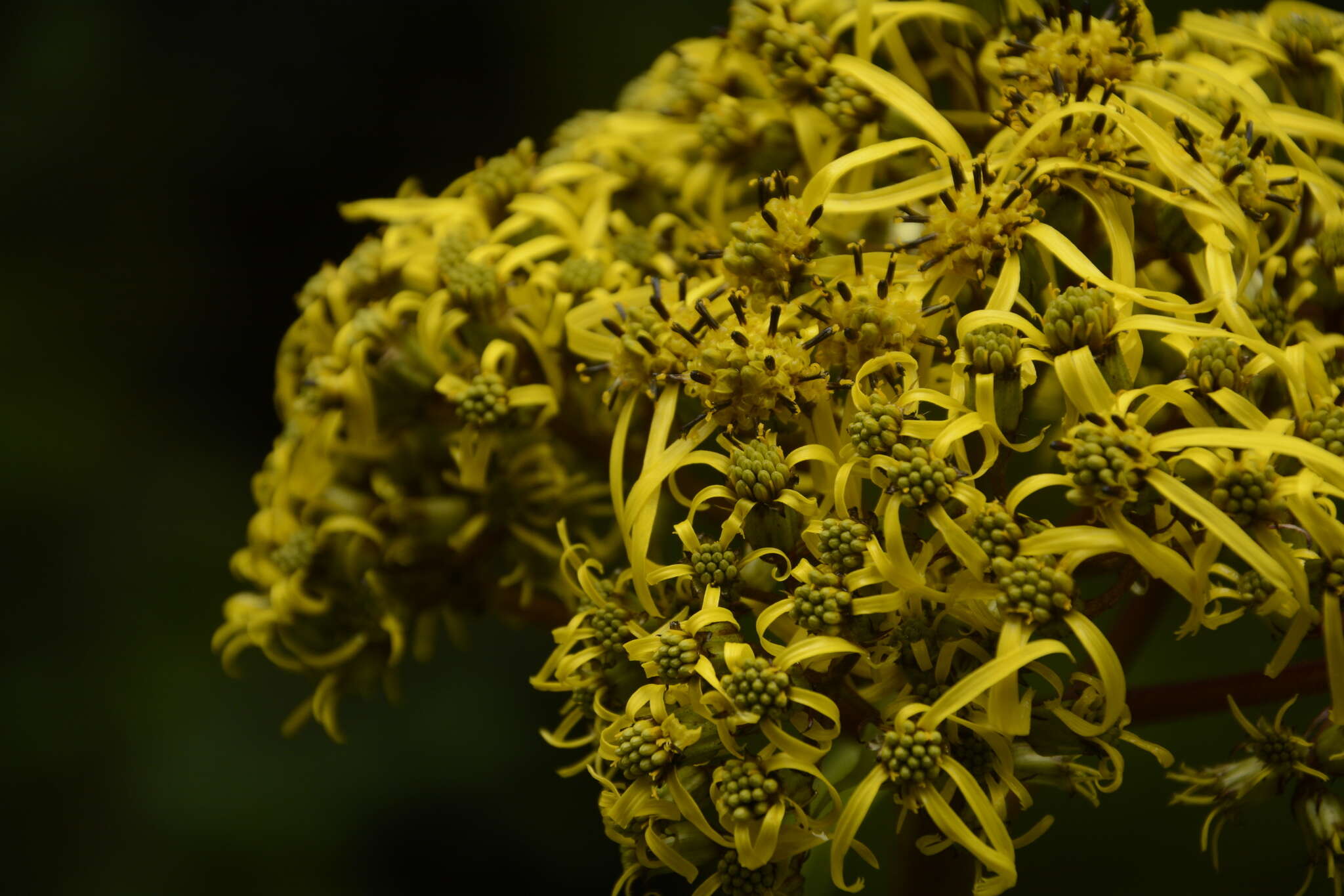 Image of Ligularia amplexicaulis (Wall.) DC.