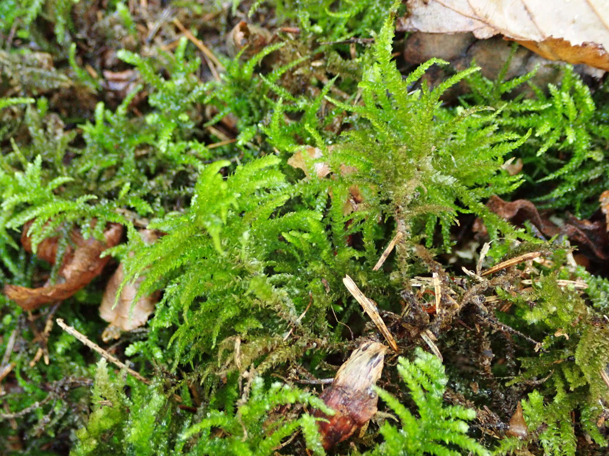 Image of Eurhynchium angustirete T. Koponen 1967