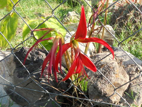 Image of Jacobean Lily