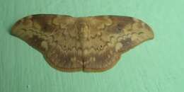 Image of Strepsigonia diluta Warren 1897