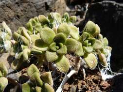 Image of Aeonium lindleyi subsp. lindleyi