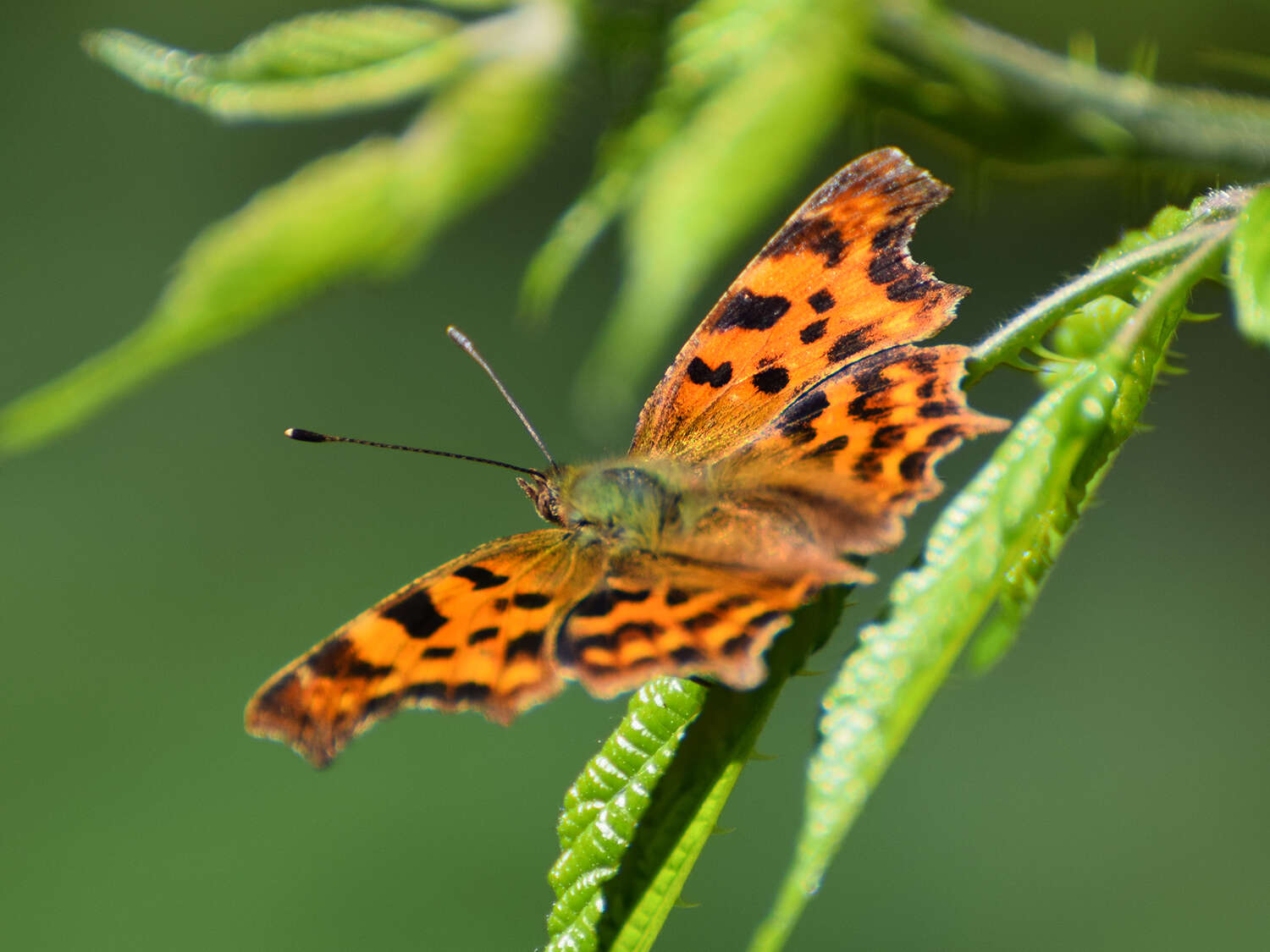 Image of Comma