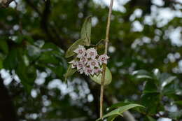 Image of Hoya wightii Hook. fil.