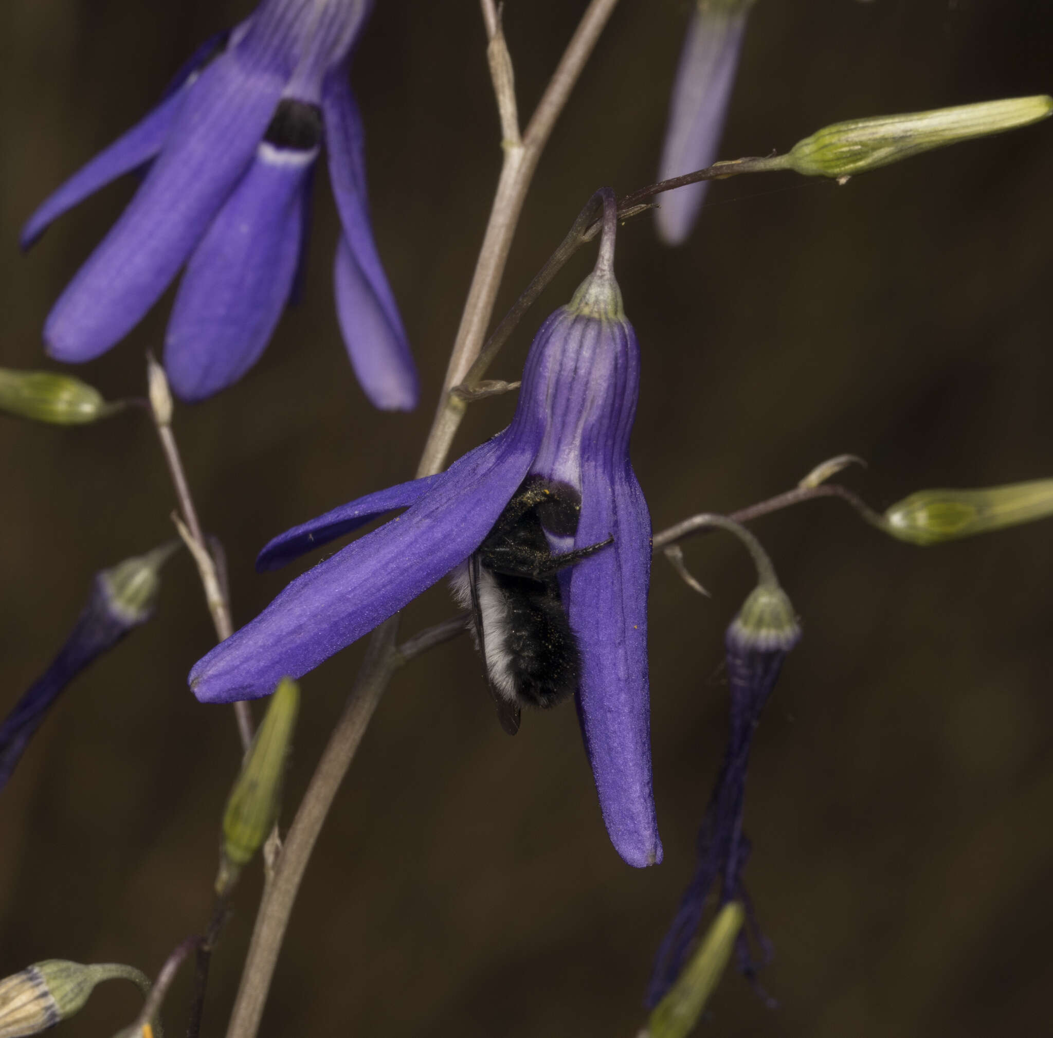 Image of Megachile saulcyi Guérin-Méneville 1845