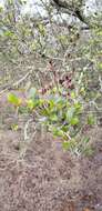 Image of smooth mountain mahogany