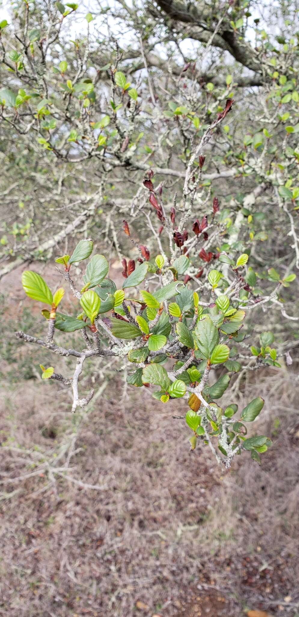 Image of smooth mountain mahogany