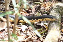 Image of Malagasy hognose snake