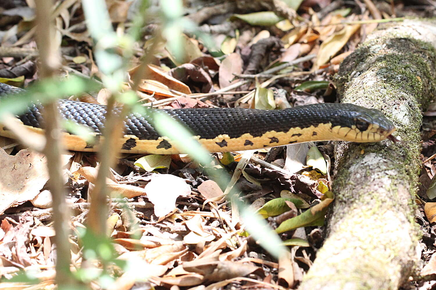 Image of Malagasy hognose snake