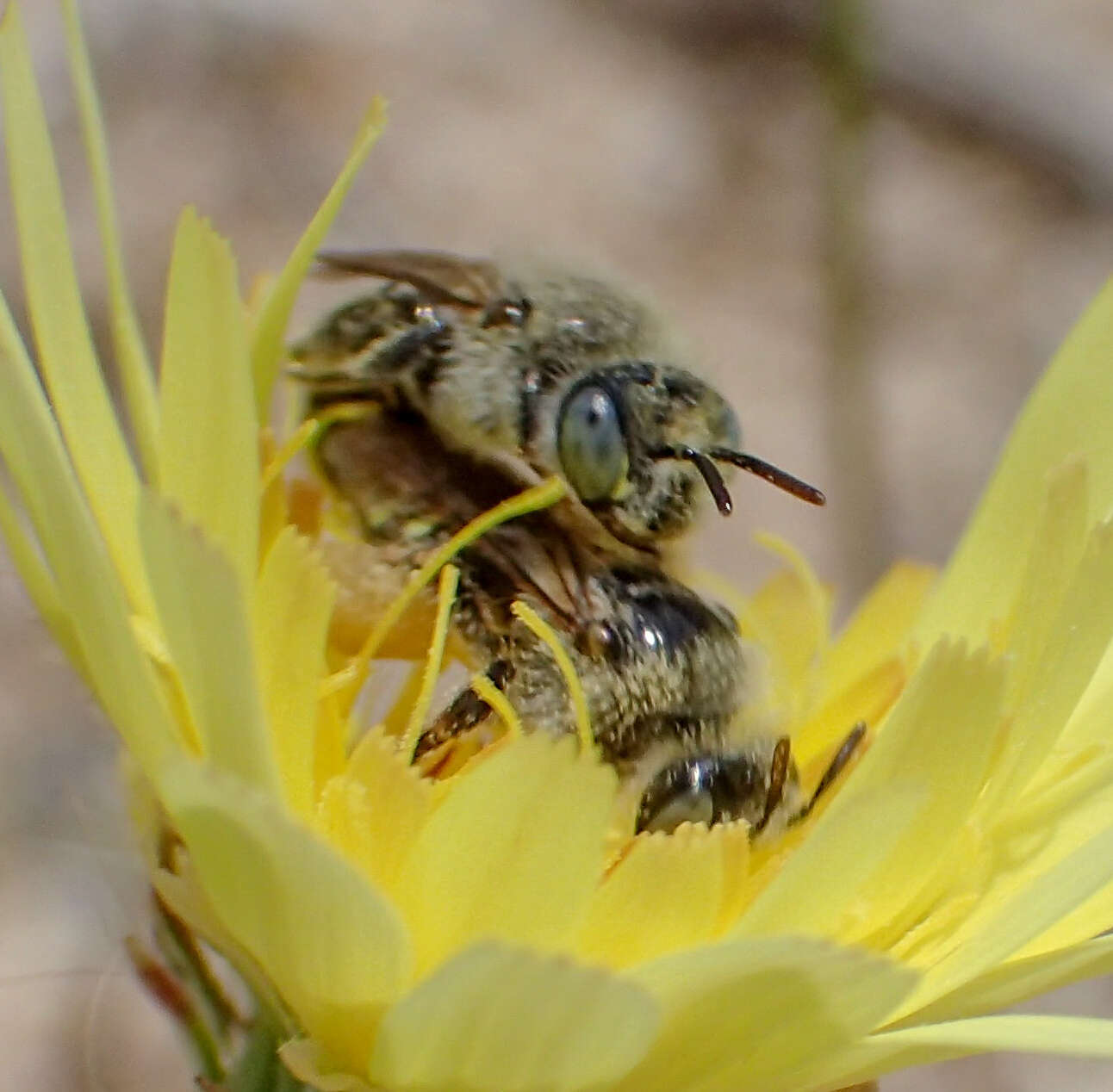 Image of Calliopsis puellae (Cockerell 1933)