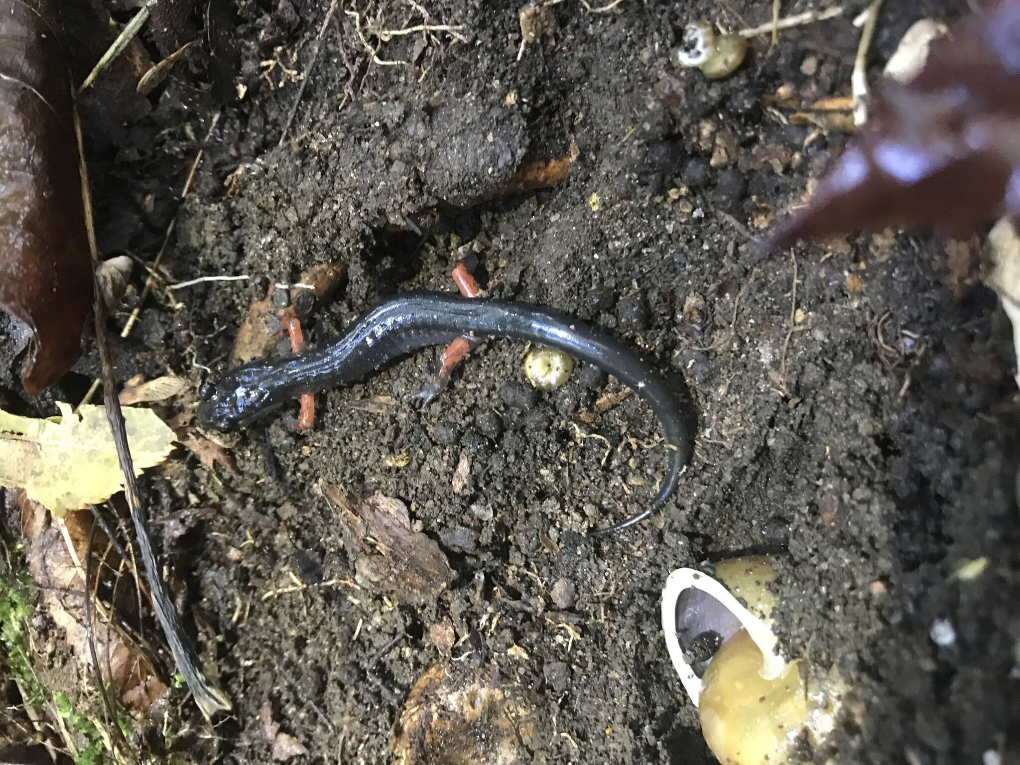 Image of Red-legged Salamander