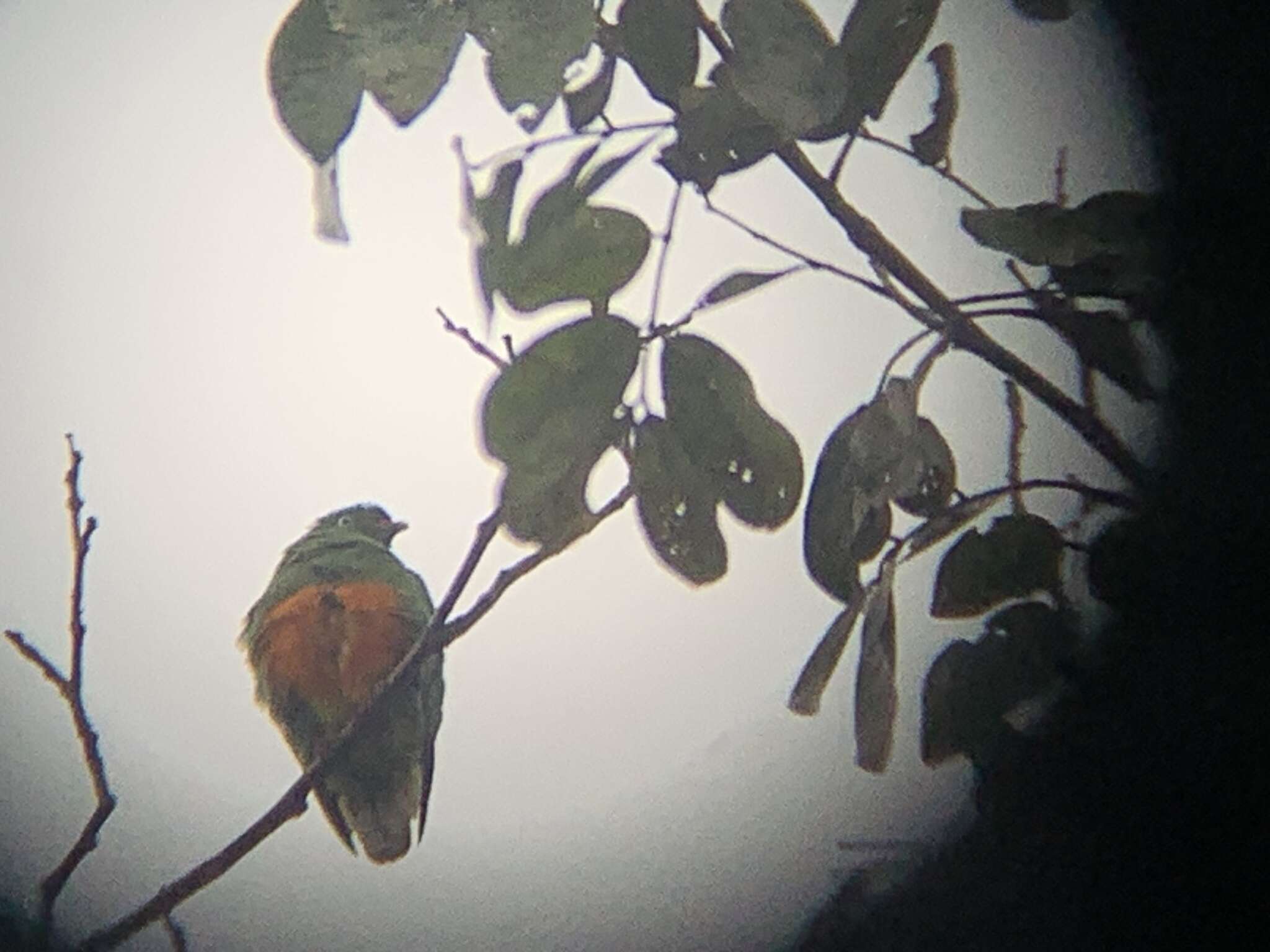 Image of Orange-bellied Fruit Dove