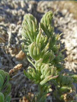 Image de Suaeda splendens (Pourret) Gren. & Godron