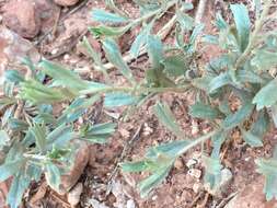 Artemisia bigelovii A. Gray resmi