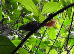 Image of Buff-throated Foliage-gleaner