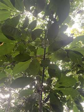 Image of swizzlestick tree