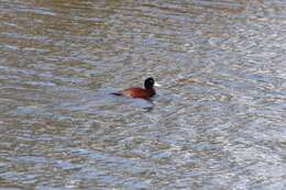 Image of Blue-billed Duck