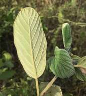 صورة Colubrina cubensis subsp. floridana (M. C. Johnston) Borhidi