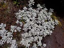 Image of white mountain daisy