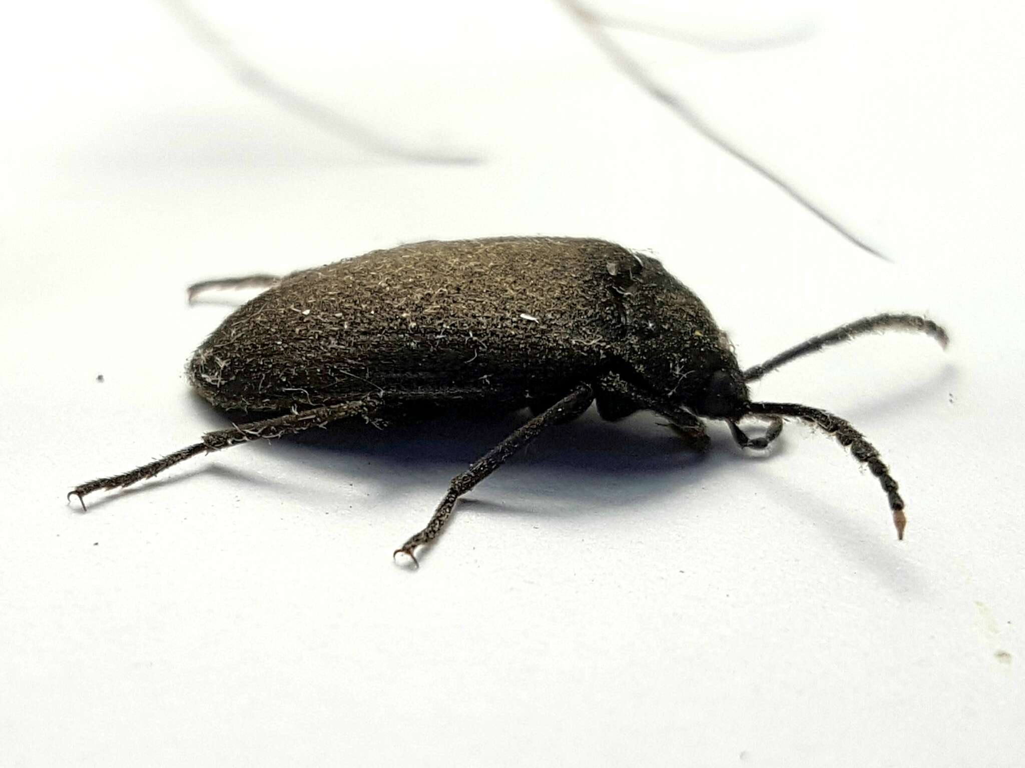 Image of Velvety Bark Beetle