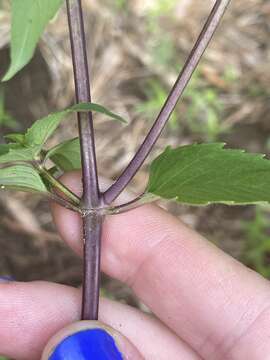 Image of Monarda austroappalachiana Floden