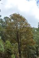 Imagem de Quercus crispipilis Trel.