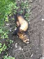 Image of western polecat, polecat